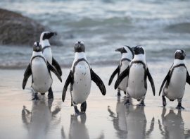Penguins in johannesburg